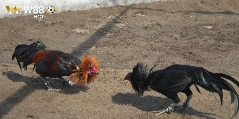 Diễn biến của trận gà 15 tỷ đình đám