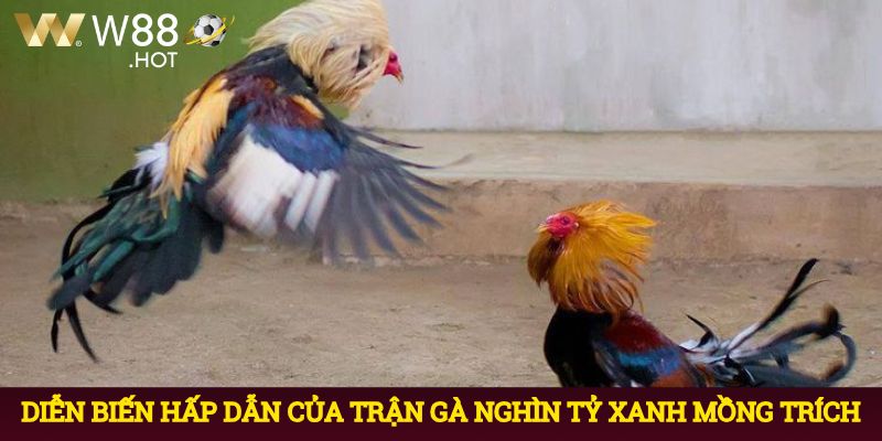 Diễn biến hấp dẫn của trận gà nghìn tỷ xanh mồng trích