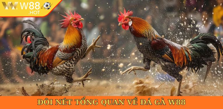Đôi nét tổng quan về đá gà W88