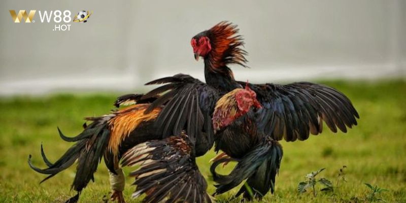 Mẹo chăn nuôi gà chiến chuyên nghiệp