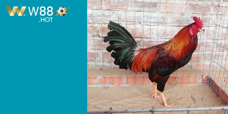 Trận gà xanh mồng trích